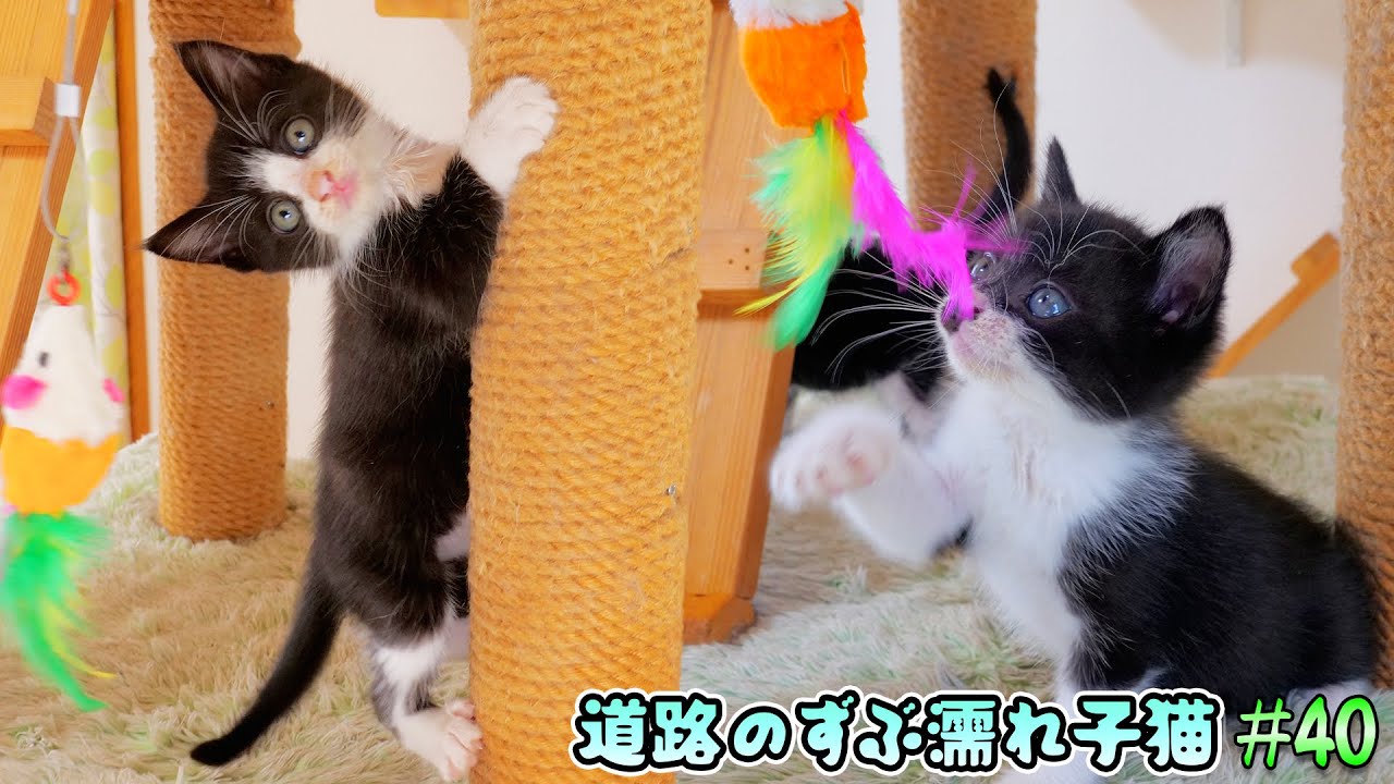 子猫達がパパのお手製おもちゃでこんなに上手に遊べるようになりました🐈🐈🎵【道路のずぶ濡れ子猫 #40】