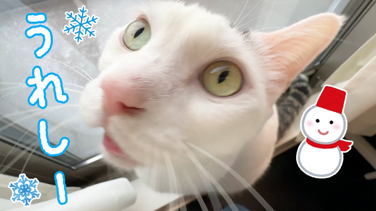 猫に初雪を見せたら「うれしー」と言ってくれました！