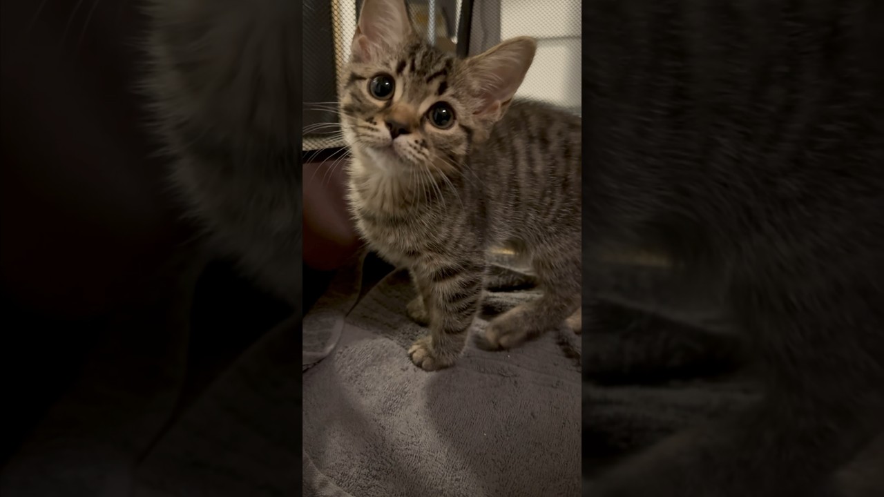 【猫動画】子猫が可愛過ぎてニヤケが止まらないパパwww #shorts