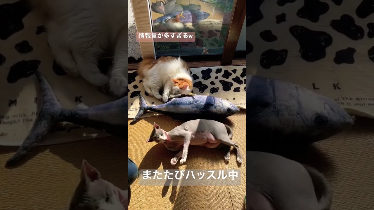 またたびにゴロニャァのスフィンクスとノルウェージャンの二匹の猫たち