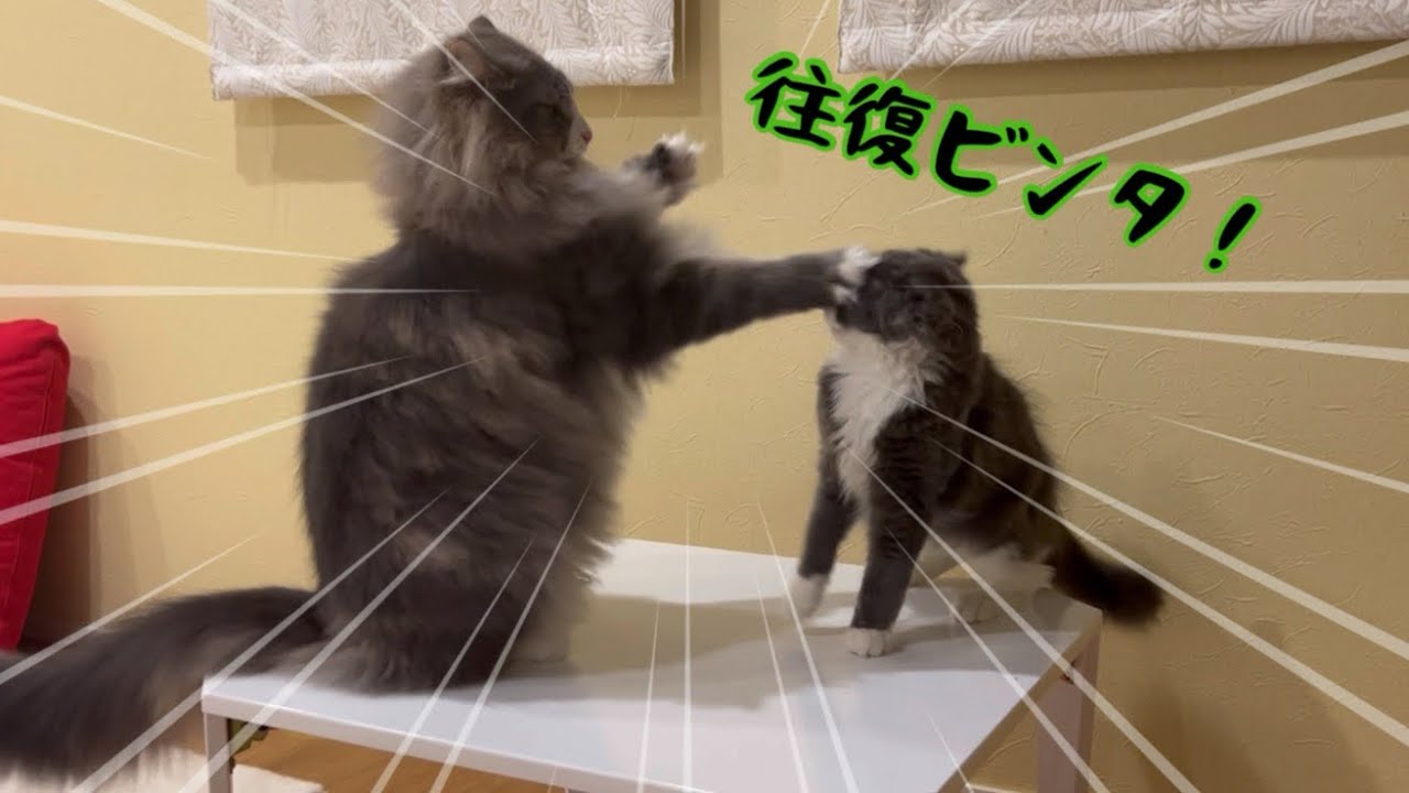 【往復ビンタ⁉︎】遊んでほしい仔猫ターキッシュアンゴラと、往復ビンタする大猫ノルウェージャンフォレストキャットwww