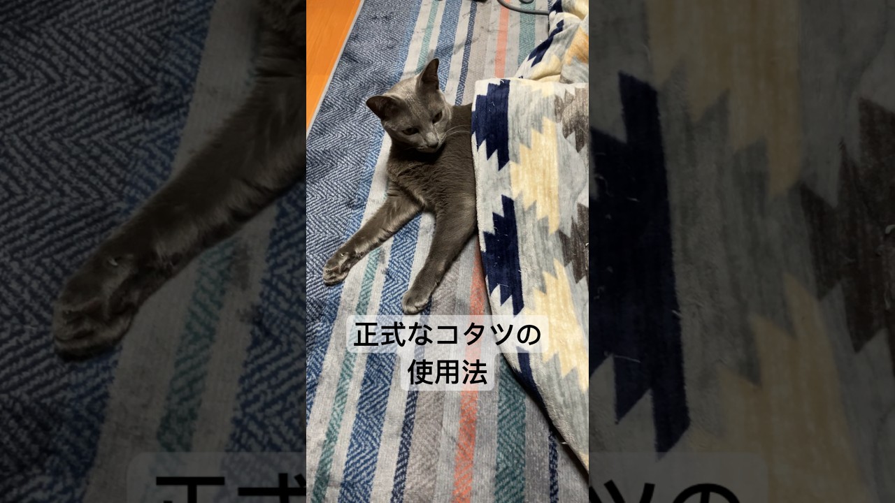 人間と同じようにオフィシャルなコタツの使い方をするロシアンブルー