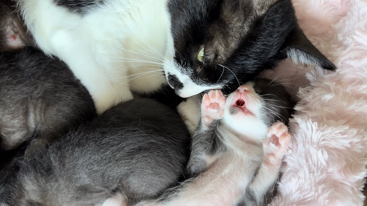 ヘソテンで眠りながらおっぱいの夢を見る子猫＆避妊去勢手術の大切さ【ポノfam物語#13】Baby cat drinking tit in dream.