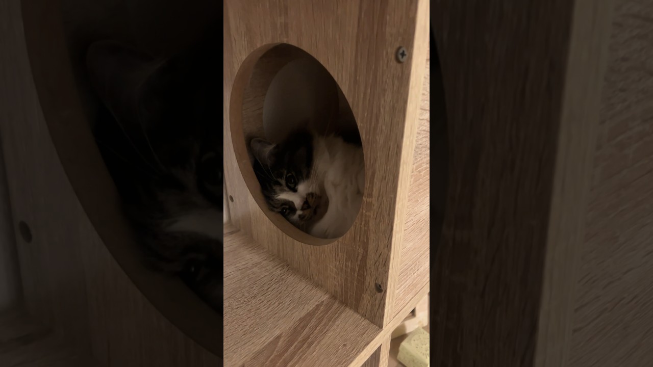 引きこもるモフ猫　#shorts #catvideos #猫