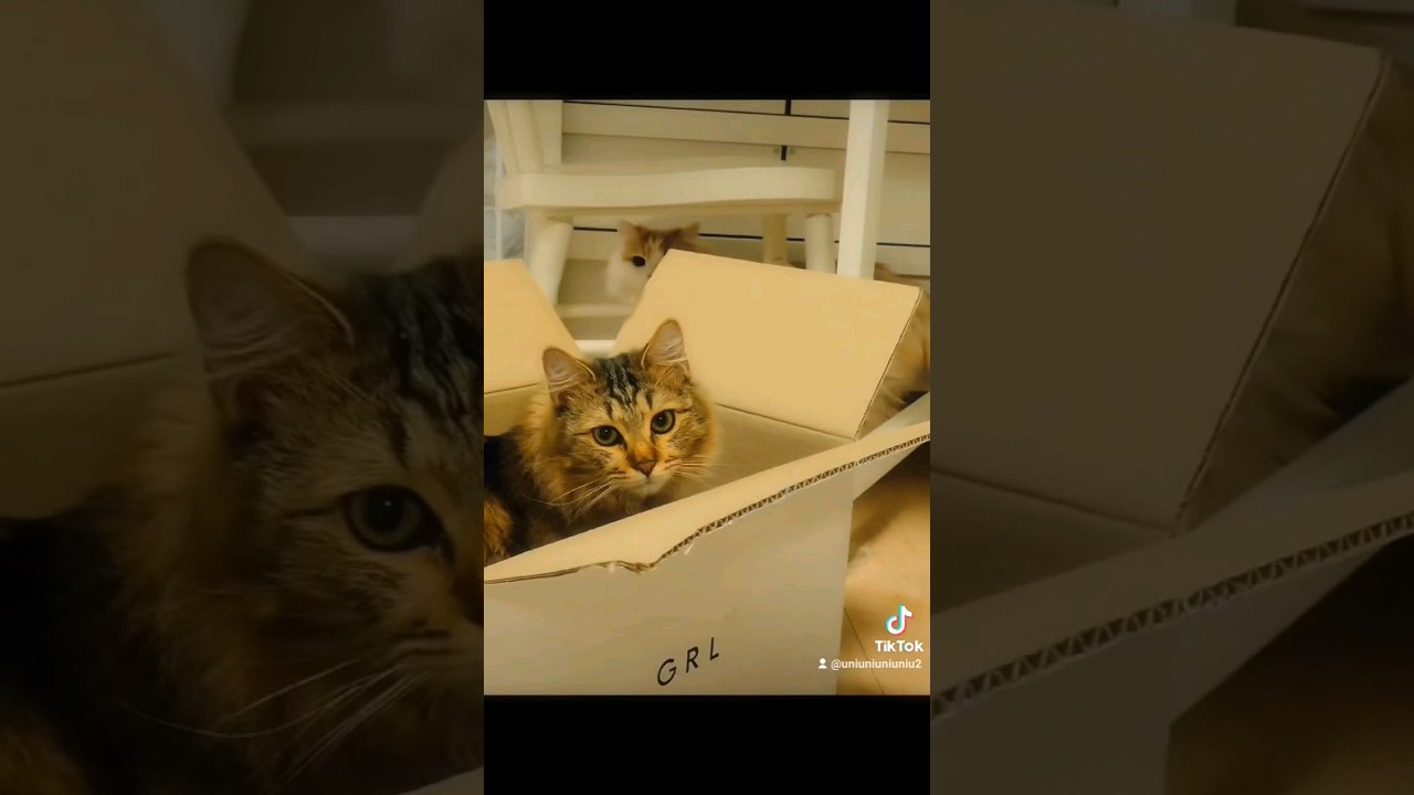 ホームビデオ風 #ラガマフィン #猫のいる暮らし #shorts