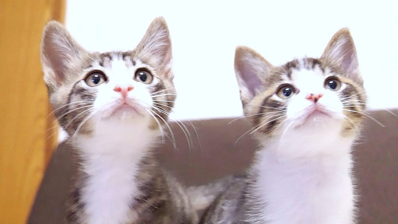 卒業前日の子猫達にちゅーるをあげたらテンションあがりまくりでした【赤ちゃん猫　保護猫】