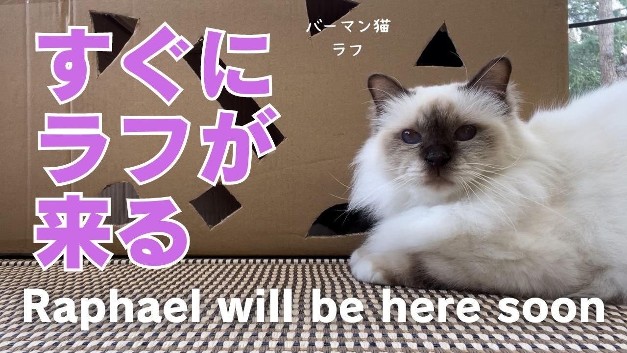 バーマン猫ガブとラフ【すぐにラフが来る】Raphael will be here soon（バーマン猫）Birman/Cat