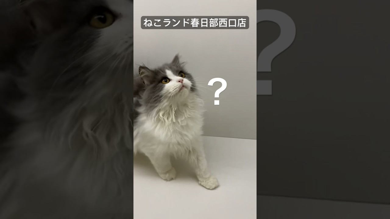 【子猫販売】 #ラガマフィン #子猫 #cat #ねこランド #春日部