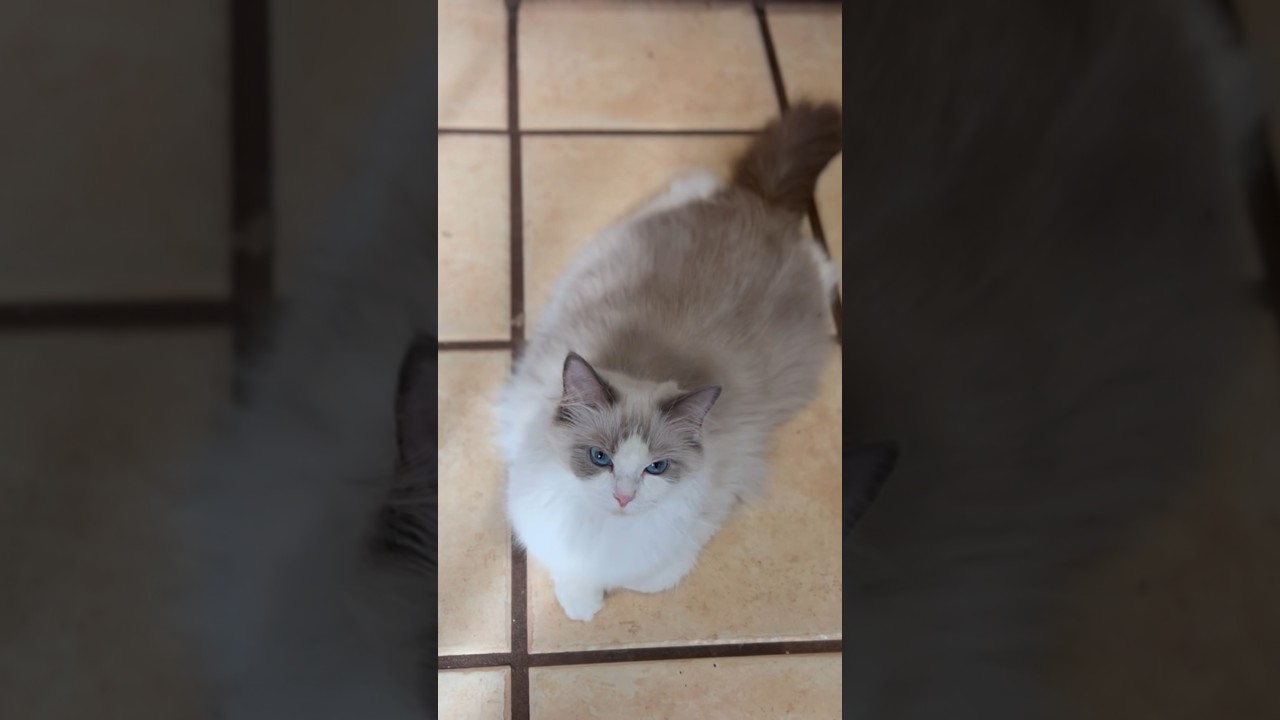 飼い主が気づくまでガン見するラグドールww #shorts #ラグドール #かわいい