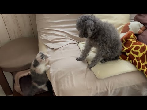 子猫と先住犬の微妙な関係【短足マンチカンとトイプードル】
