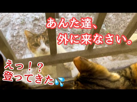#015 今度は昼間。保護した子猫を何度も外から呼ぶ母猫。その理由は…気ままで可愛すぎる。