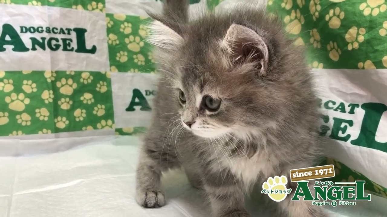 ラガマフィン 2401104 【ペットショップエンゼル　子犬・子猫販売】