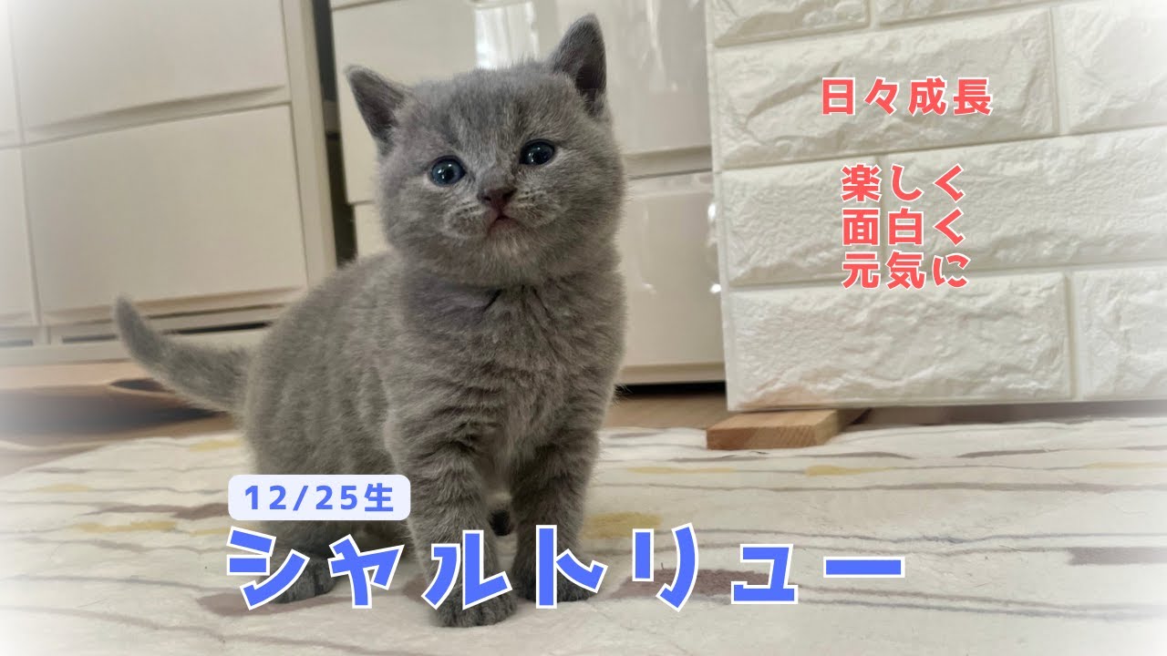 【シャルトリューの子猫たち】みんな順調に元気に成長中！