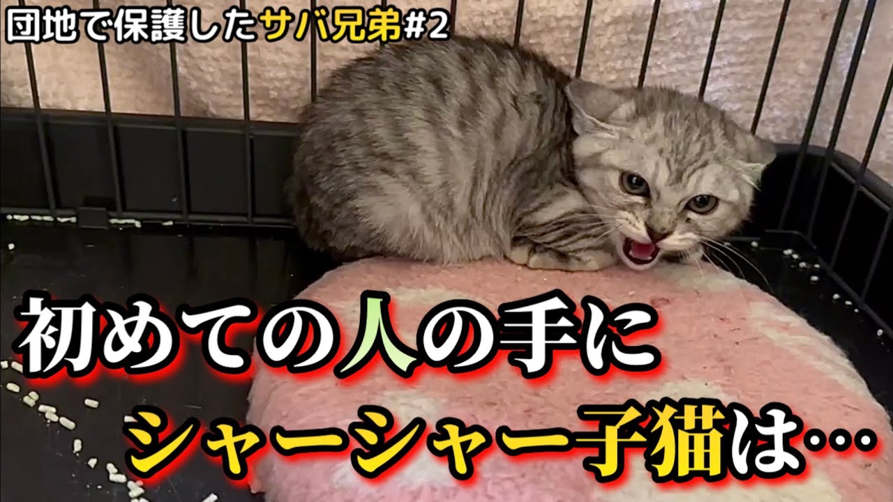 保護した子猫を撫でてみる。