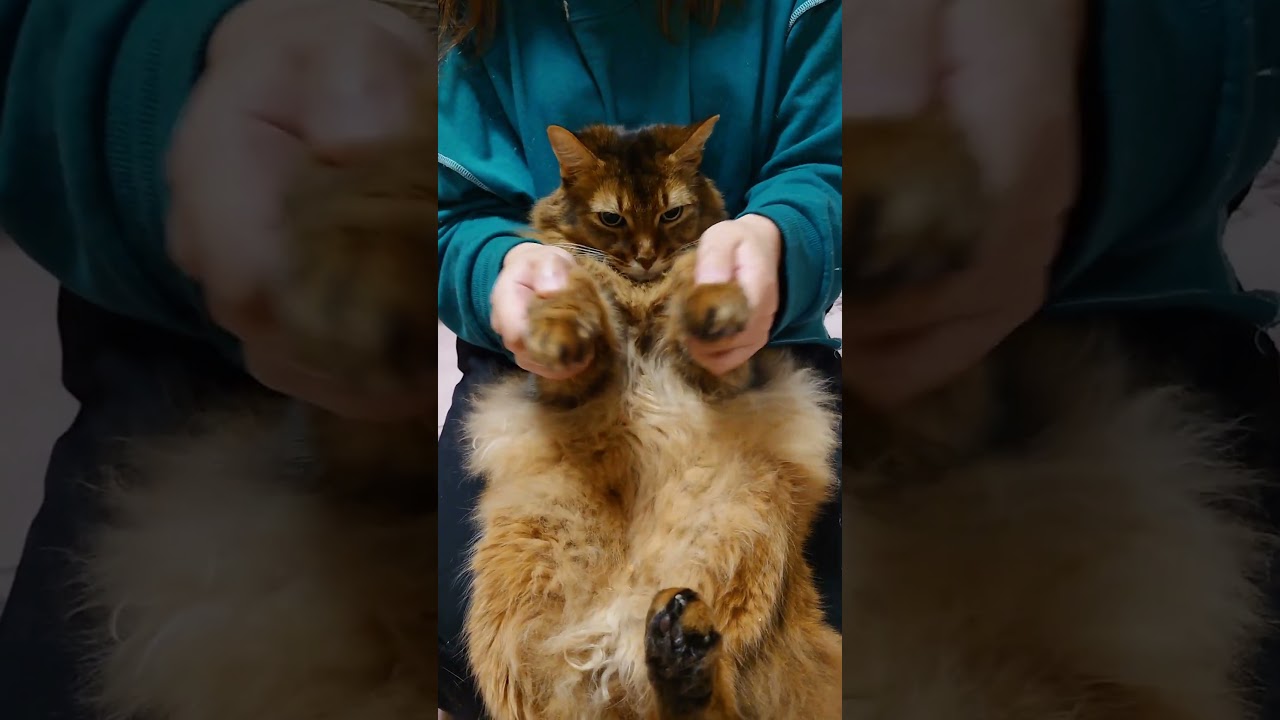 姉さんに遊ばれてしまったソマリ（猫）
