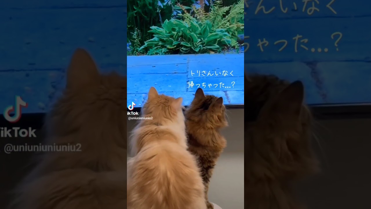 トリさんに夢中！ #ラガマフィン #猫のいる暮らし #shorts #多頭飼い
