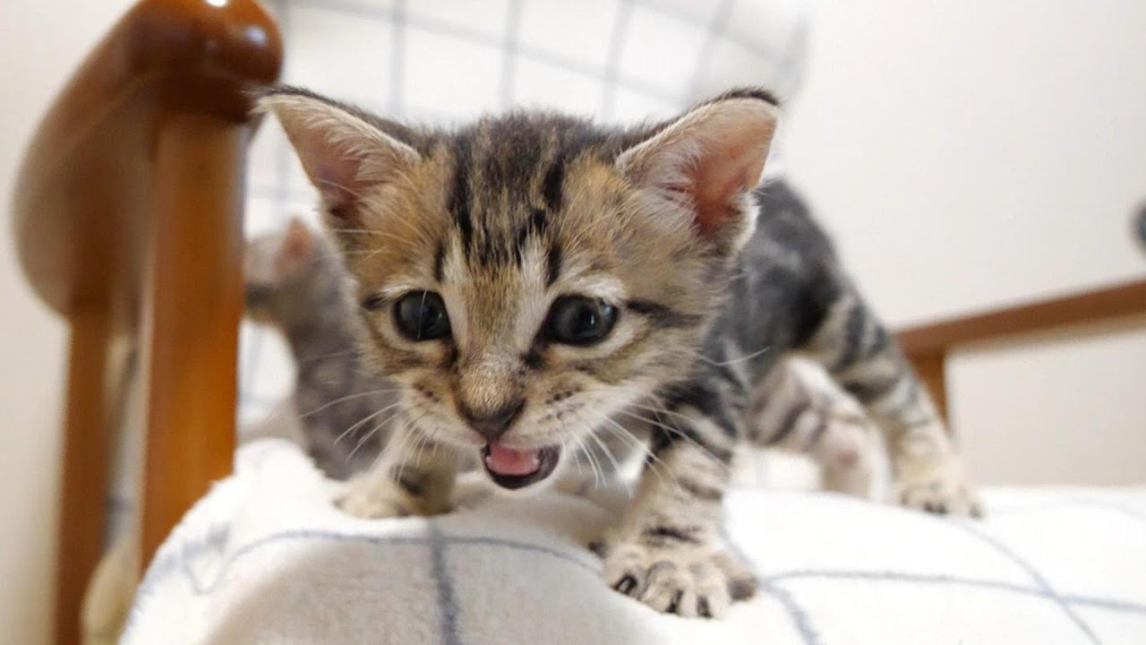 助けを求める子猫たち、登ったはいいけど、降りられなくなってしまう【赤ちゃん猫　保護猫】