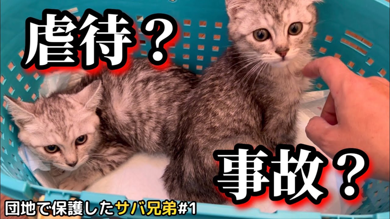 尻尾がちぎれた子猫を保護しました。