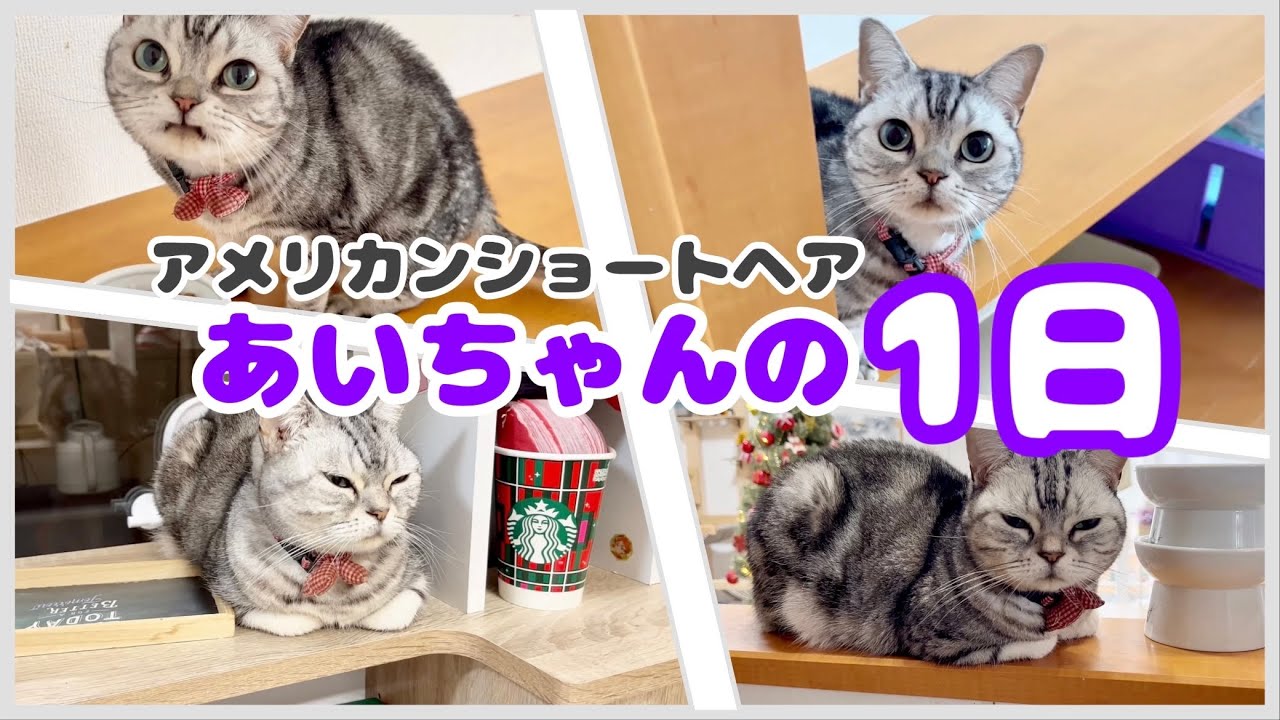 アメリカンショートヘアのあいちゃんの1日に密着取材しちゃいました！ #猫 #アメリカンショートヘア
