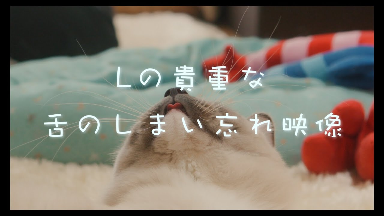 猫とのんびり過ごす休日　#猫 #ラグドール #ragdollcat