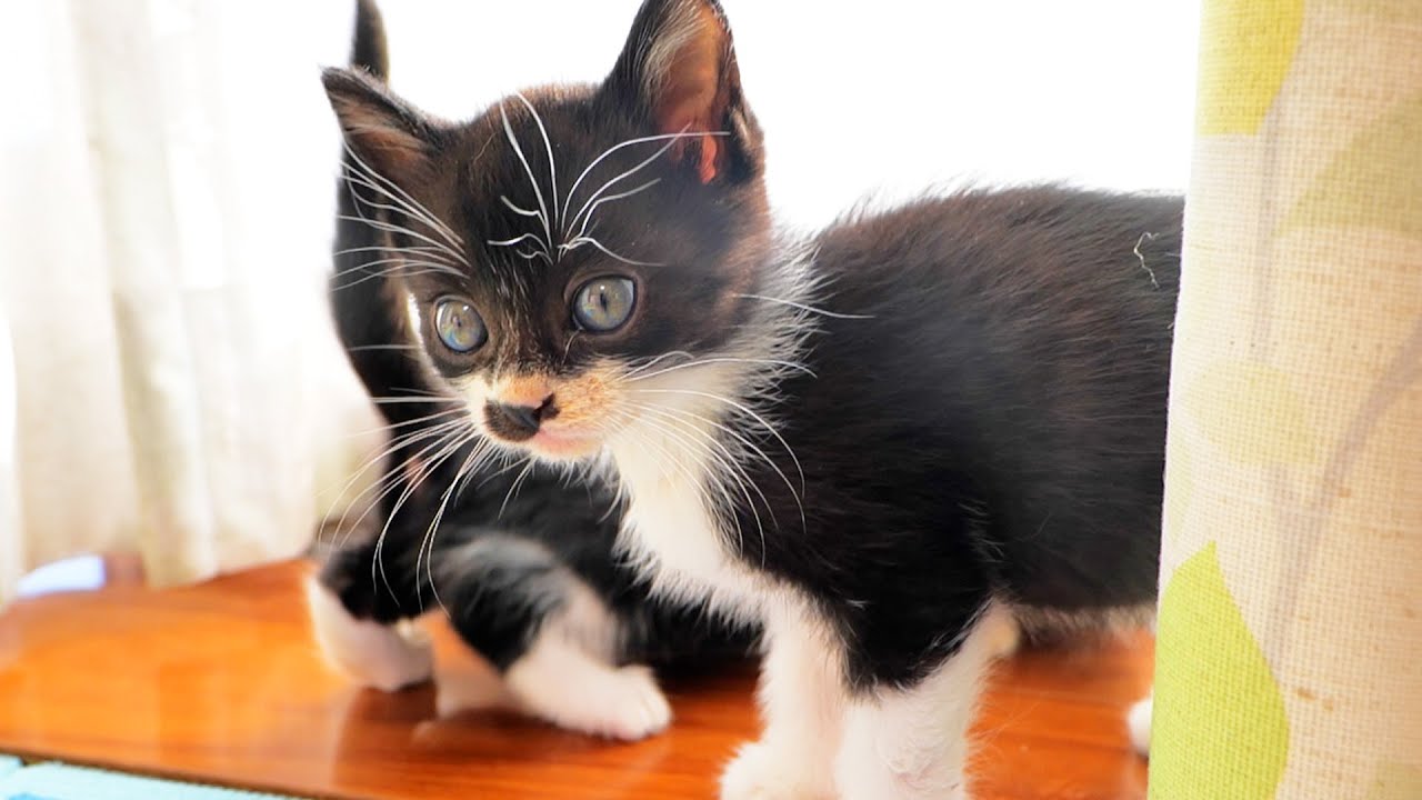 カーテン裏でじゃれ合う仲良し姉妹【道路のずぶ濡れ子猫保護13日目】