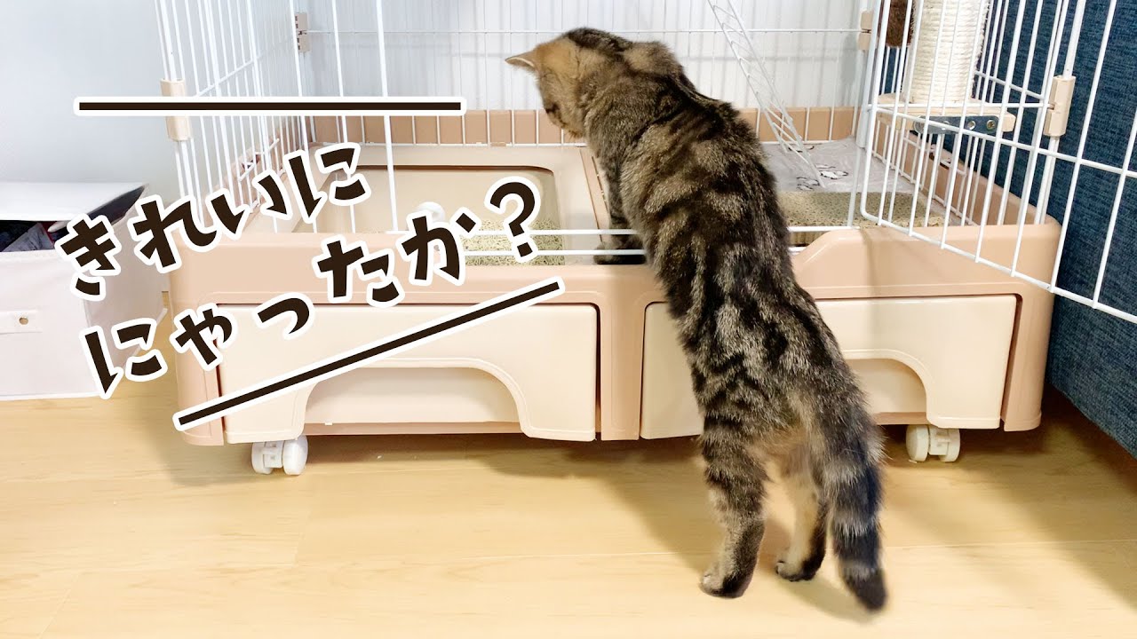 トイレ掃除のあとに子猫がある行動にでました... #130【生後170日目 スコティッシュフォールド】