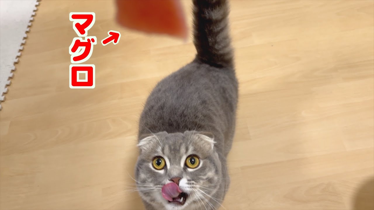 初めてマグロを食べた猫の反応がこちらです[マンチカンの銀時]