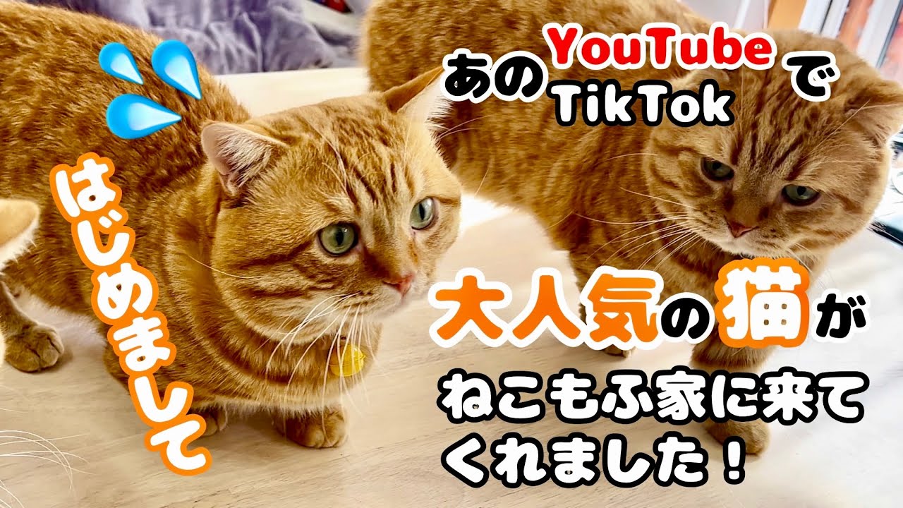 あのYouTubeで大人気の猫がねこもふ家に遊びに来てくれました！ #猫 #マンチカン