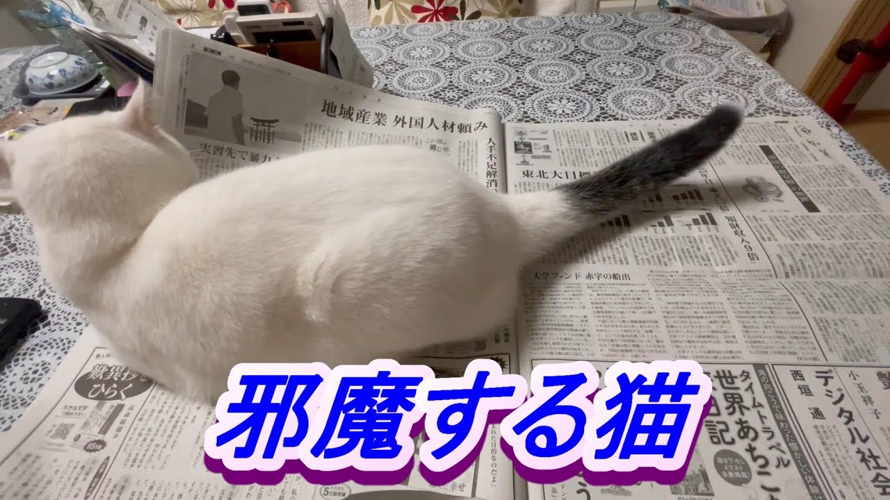 邪魔する猫「My cat wants my attention. 」
