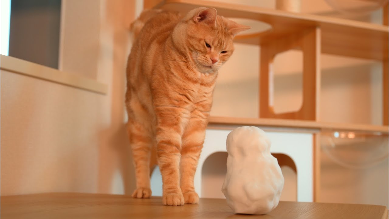 愛猫に雪だるまをプレゼントしたらドン引きされました…笑