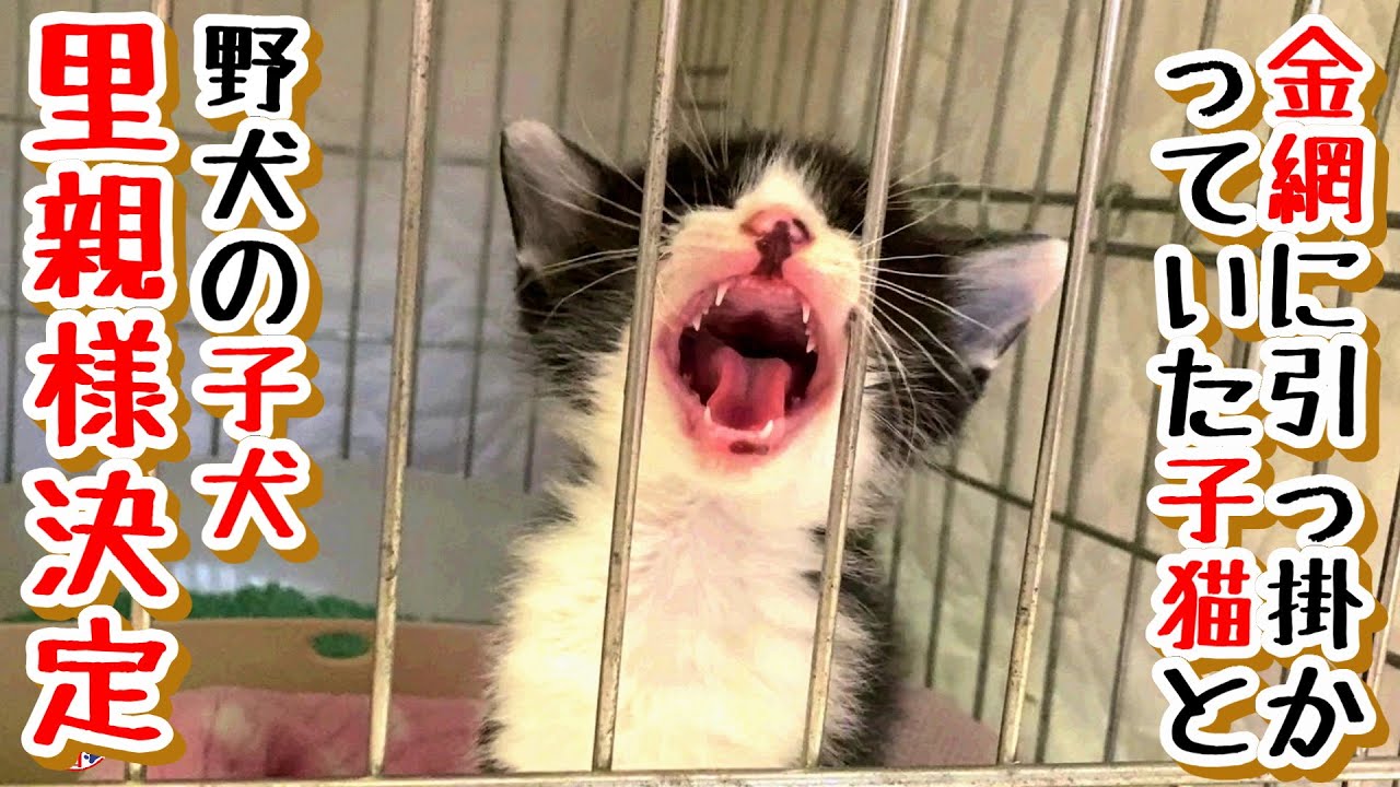 【子猫　お名前募集 子犬 里親決定】金網に引っ掛かていた子猫＆野犬の子犬里親様決定！