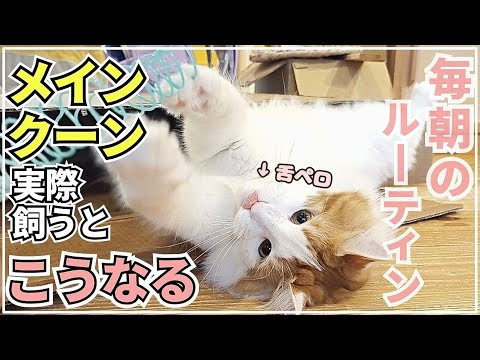 実際に大型猫メインクーンが居るモーニングルーティン