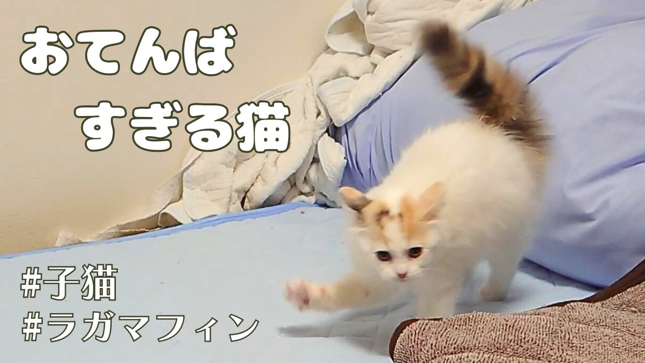 とんでもない猫がうちにやってきました・・・【ラガマフィン】【ragamuffin】【保護猫】【mix】