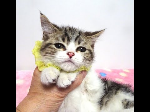 セルカークレックス×アメショ★ラピくん３ヵ月