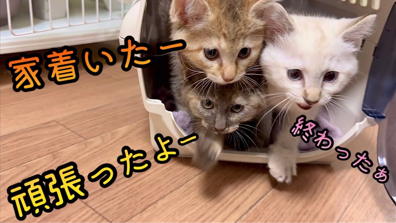 病院から解き放たれた子猫達。【保護猫】 #10