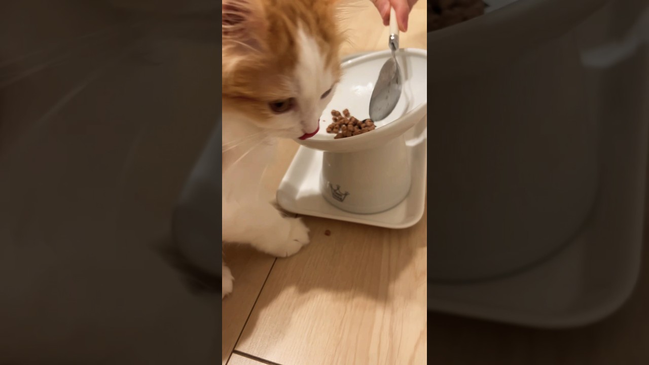 体重がなかなか増えないねる #cat #ラガマフィン #ragamuffin #猫 #猫のいる暮らし