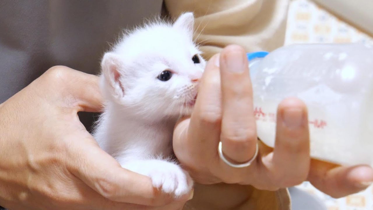 一人ぼっちのてのひらサイズの子猫を保護することになりました【赤ちゃん猫　保護猫】