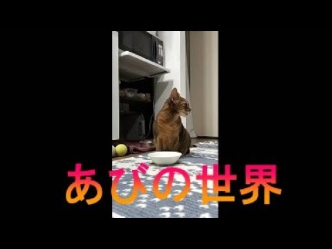 ネコ動画あび＃2903　あびの毎日　アビシニアン　あび