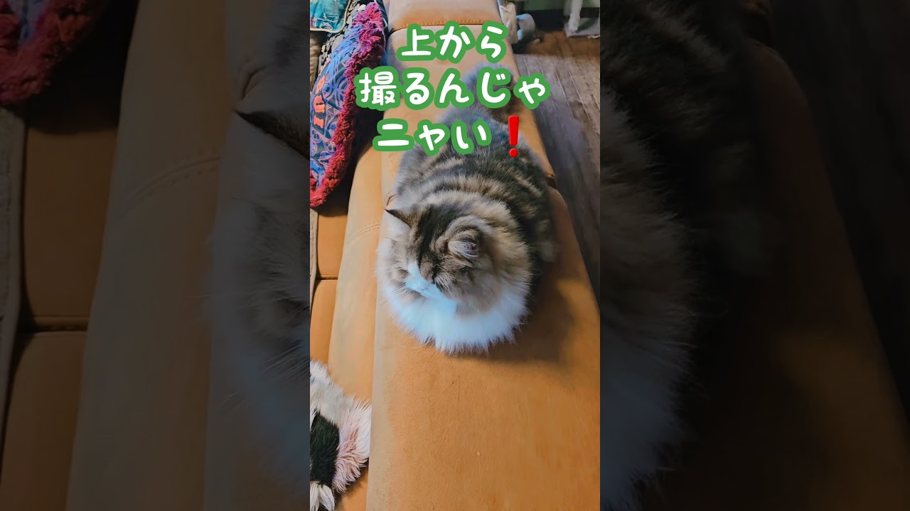 自分は【神】だと悟ってるニャンコ! ラガマフィン   #shorts