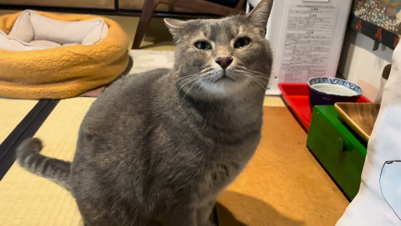 #風の猫　朝ごはんを完食して..　もう一度おじいちゃんにお願いして..　反対におばあちゃんにお留守番を頼まれた猫・・・