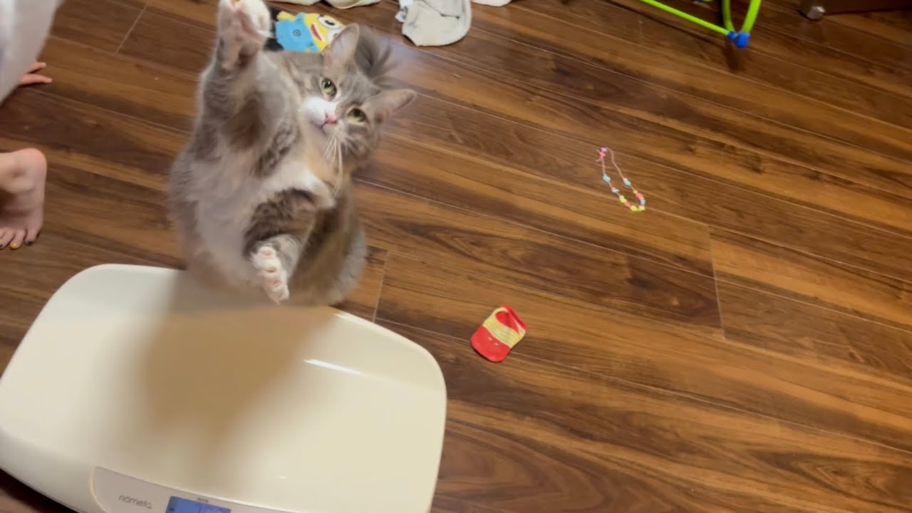 体重計の上に意地でも乗らない猫　ノルウェージャンフォレストキャット　Cat who doesn't want to step on the scale