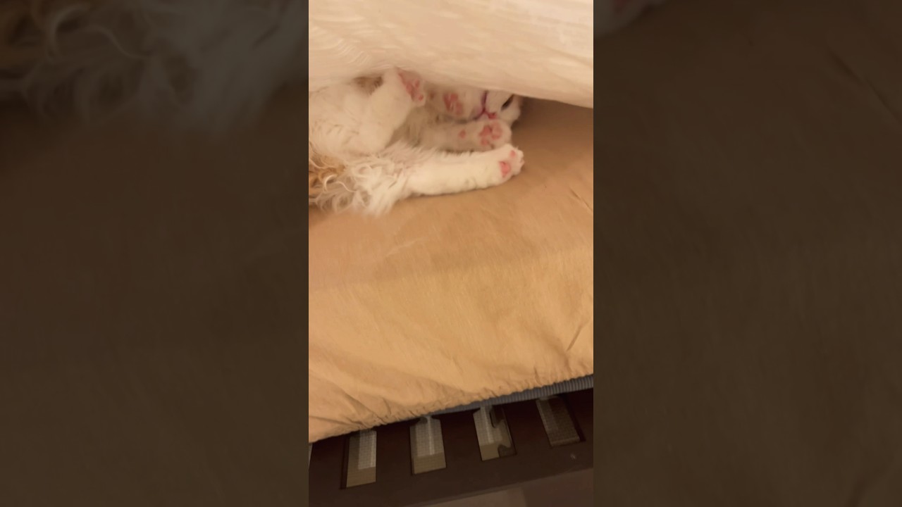 最近の流行りらしい #cat #ラガマフィン #ragamuffin #猫 #猫のいる暮らし