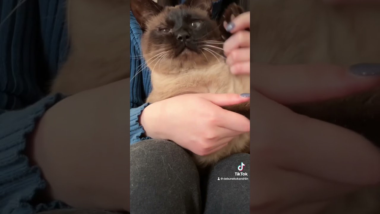 #everytimewetouch #ねこ #cat #cats #catlover #かわいい #踊ってみた