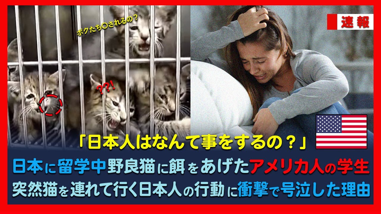 日本に留学中、野良猫餌をあげたアメリカ人の学生　突然猫を連れて行く日本人の行動に衝撃で号泣した理由