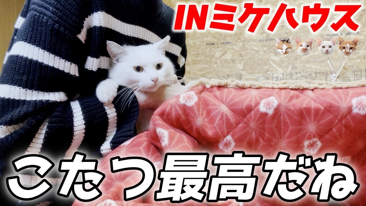 三毛猫家族のお家で庭子猫ちゃんと今年初のこたつに入ったら幸せすぎました…♡[三毛母猫の子猫]