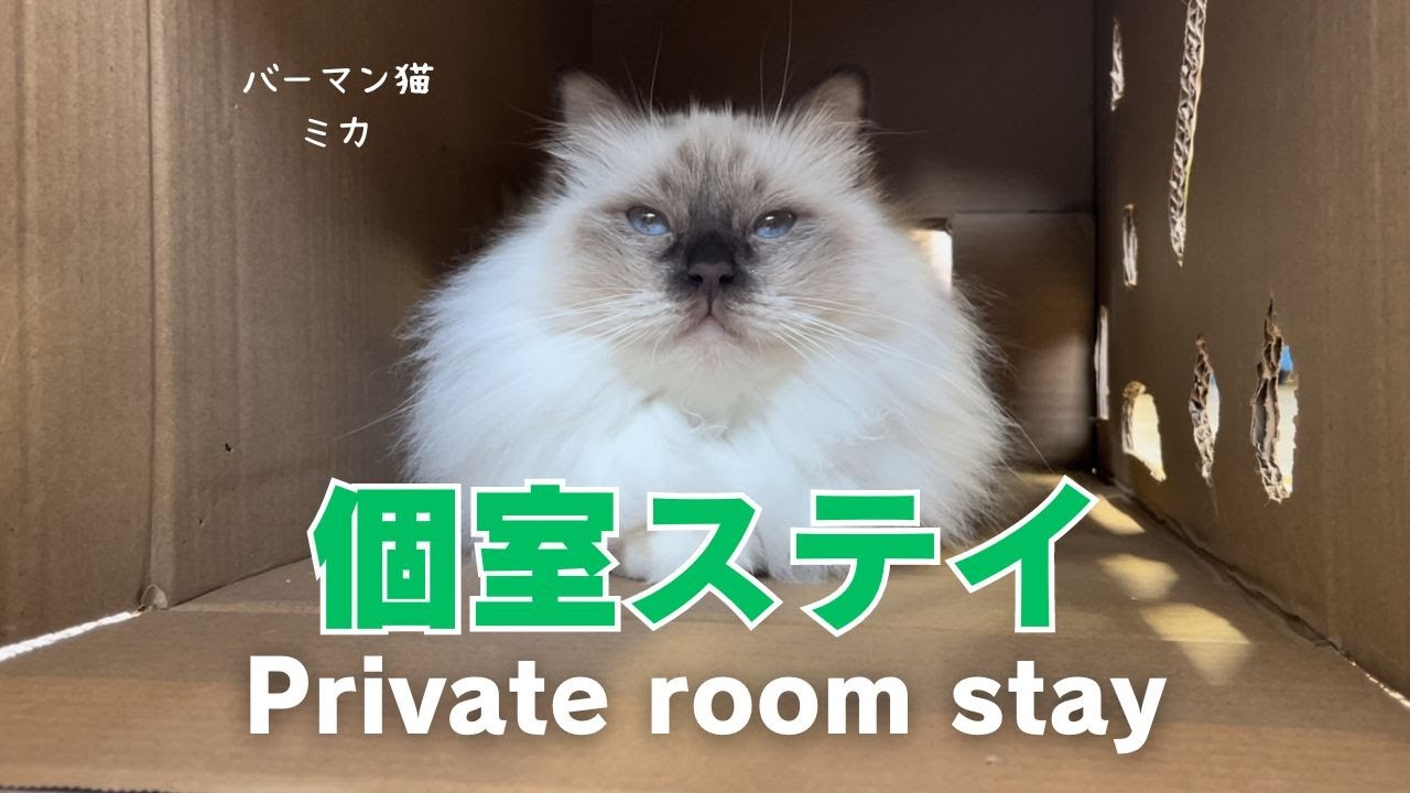 バーマン猫ミカ【個室ステイ】Private room stay（バーマン猫）Birman/Cat
