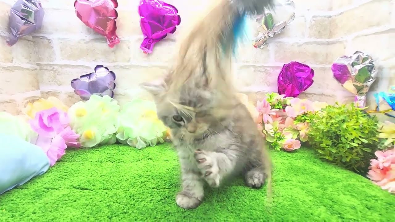 ラガマフィン(シルバーマッカレルタビー)