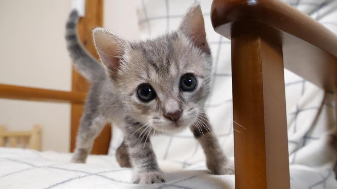 寂しがってる子猫の元に駆け付ける子猫【赤ちゃん猫　保護猫】