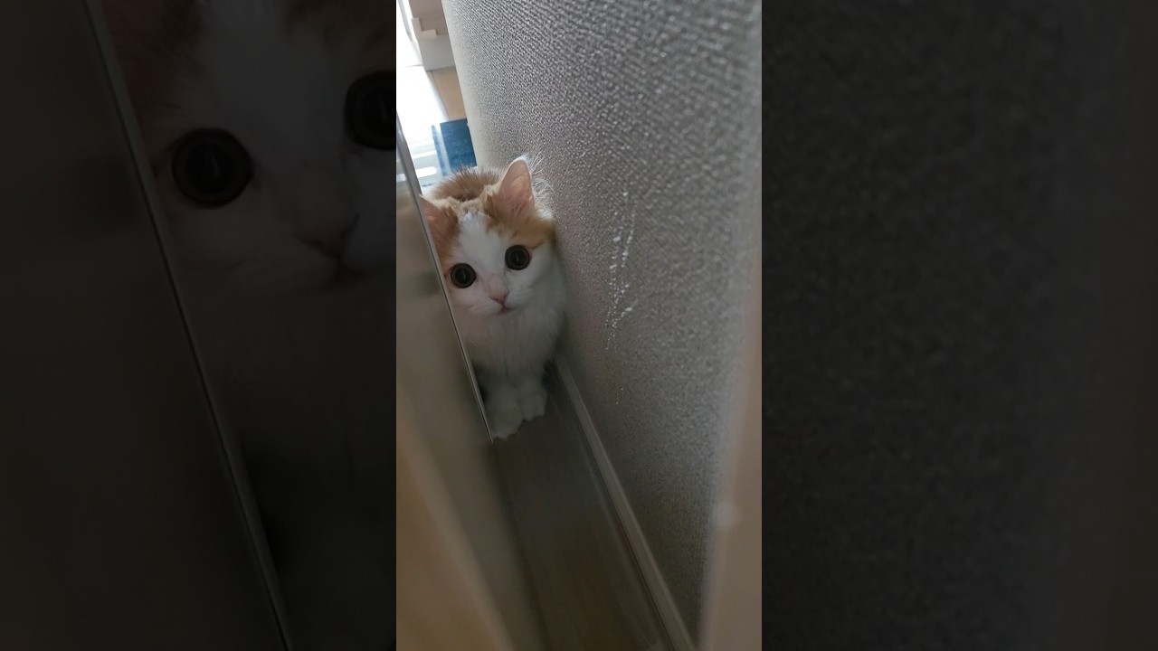 わくわくしてる #cat #ラガマフィン #ragamuffin #猫 #猫のいる暮らし