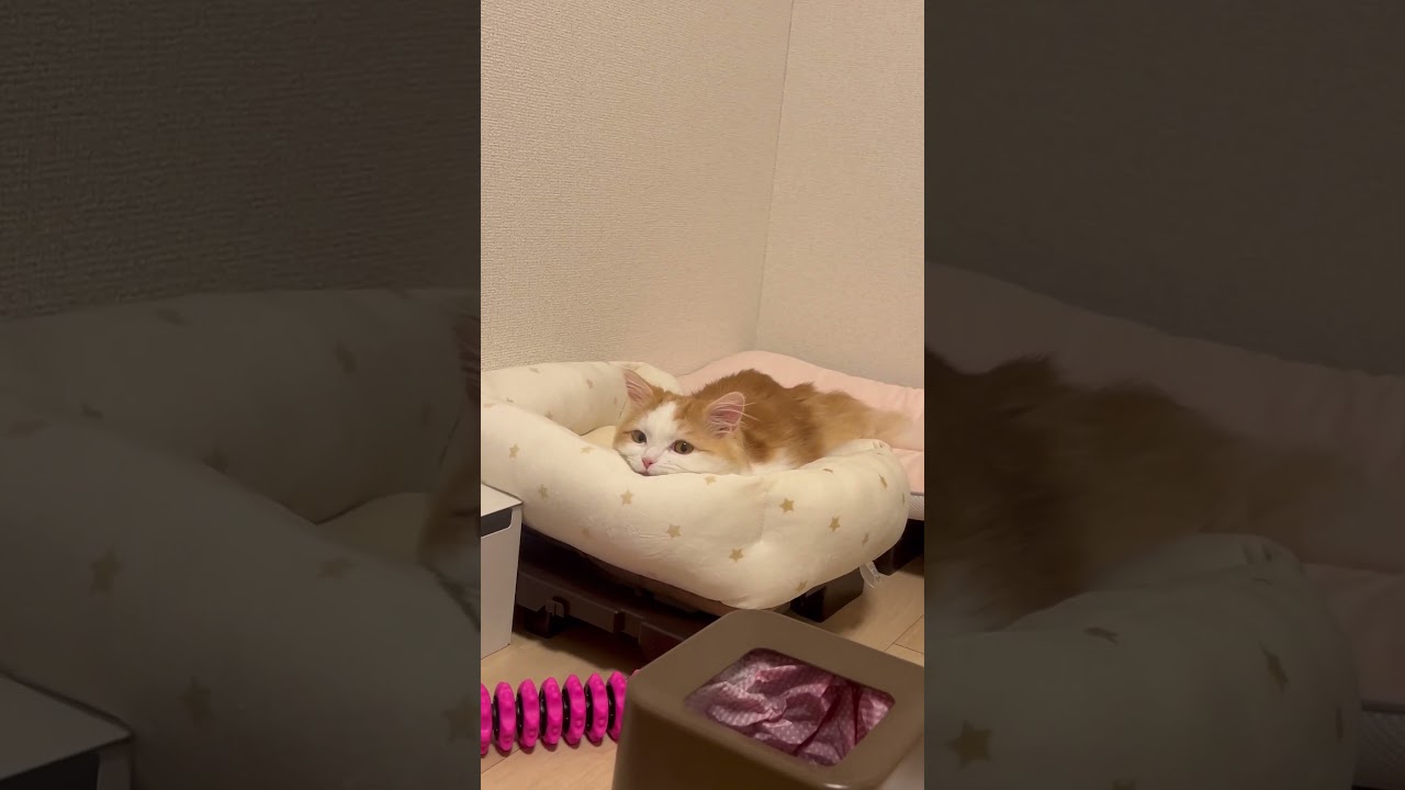 とろーん #cat #ラガマフィン #ragamuffin #猫 #猫のいる暮らし